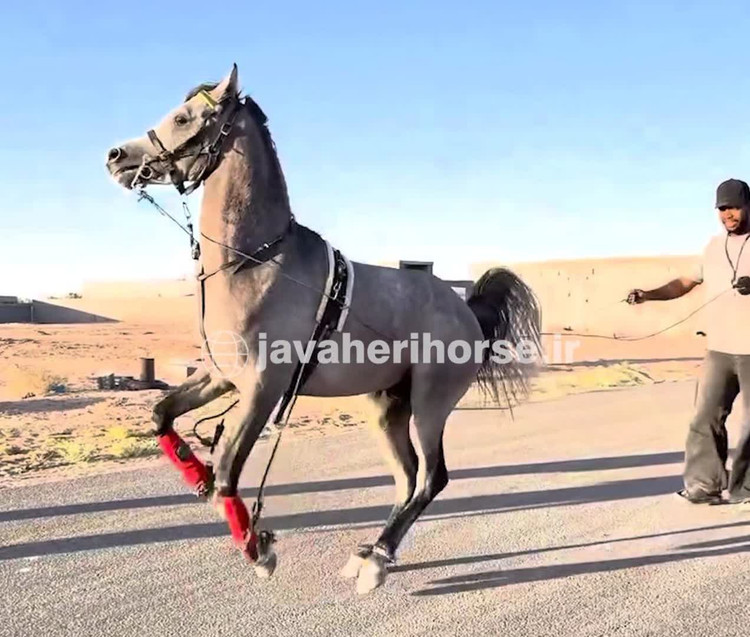 ست آموزش جفت زدن و درساژ